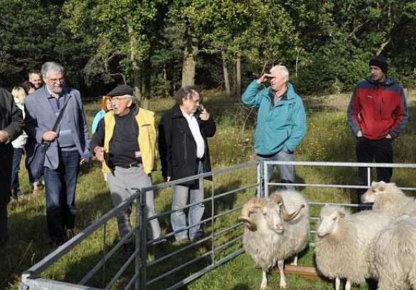 Landschaftspfleger Horst Hofmann mit seinen Skudden in der Neegenbargsheide